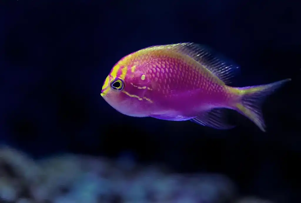 A Yellowback Anthias (Pseudanthias evansi) - the inspiration for the new name and logo