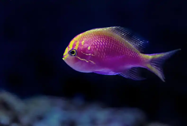 A Yellowback Anthias (Pseudanthias evansi) - the inspiration for the new name and logo