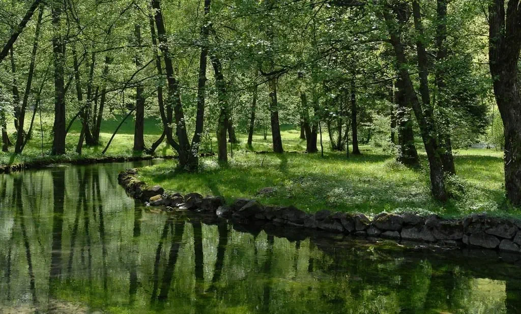 This is an image from Flickr of a river surrounded by great trees. This image is great for digital signage displays.