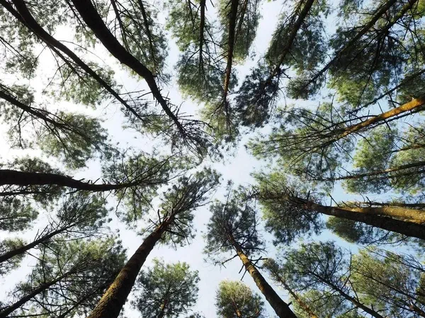 This is an image of the positive environmental impact of going green with digital signage.