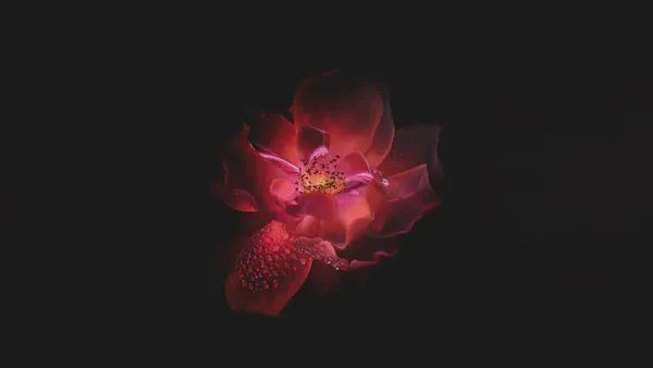 This image is of a high resolution red flower on a black background that would look great on a digital display.