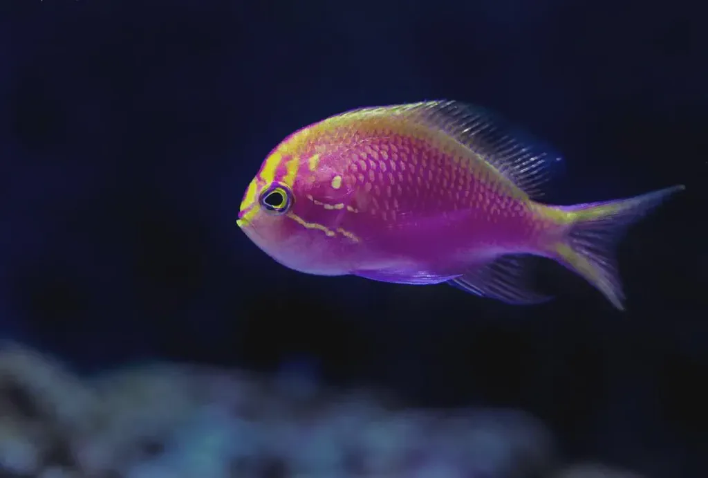 A Yellowback Anthias (Pseudanthias evansi) - the inspiration for the new name and logo